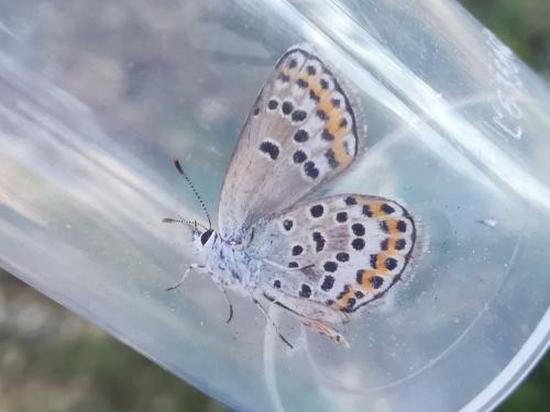 Plebejus argus